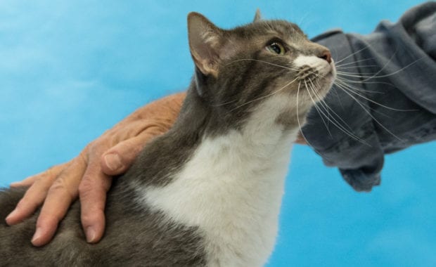 E-Man cat getting pet