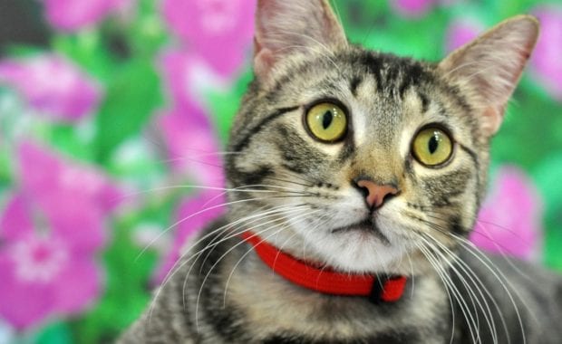Marley Cat