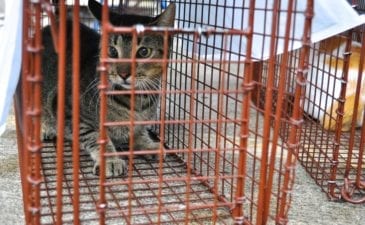 feral cat in trap