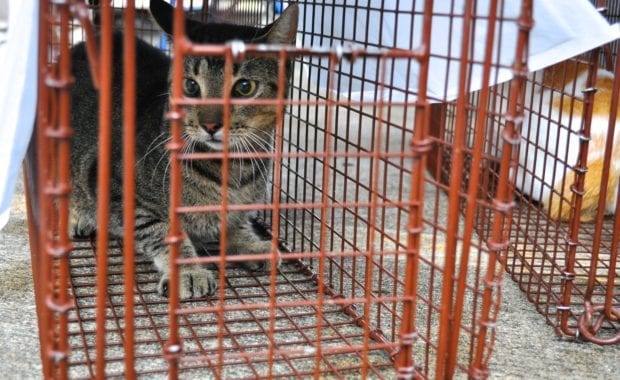 feral cat in trap