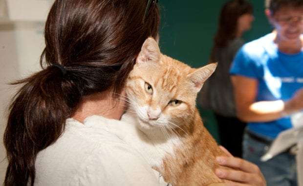Orange cat looking over person's shoulder