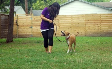 dog training