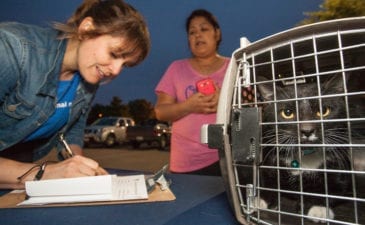 cat kennel