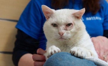 help with an animal