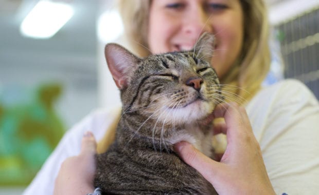 adopt a cat