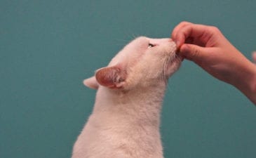 feeding a kitten