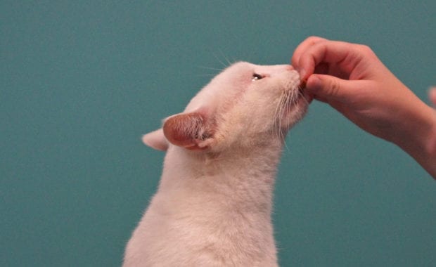 feeding a kitten