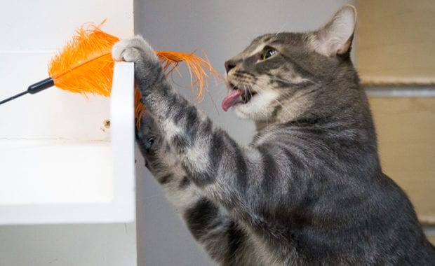 dreyfuss playing with a feather wand
