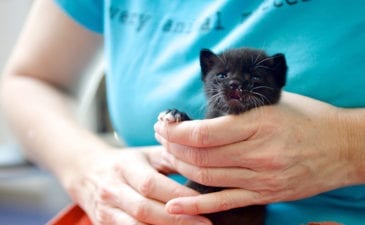 baby kitten