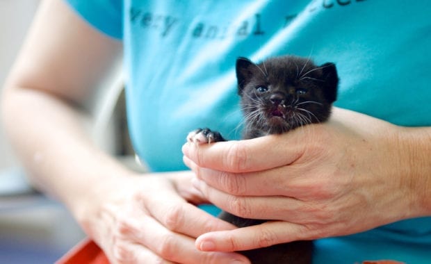 baby kitten