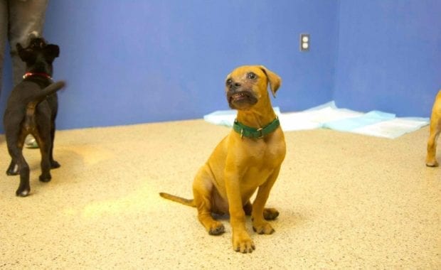 Conor dog after recovering