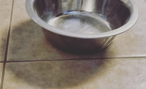 Empty metal dog food bowl