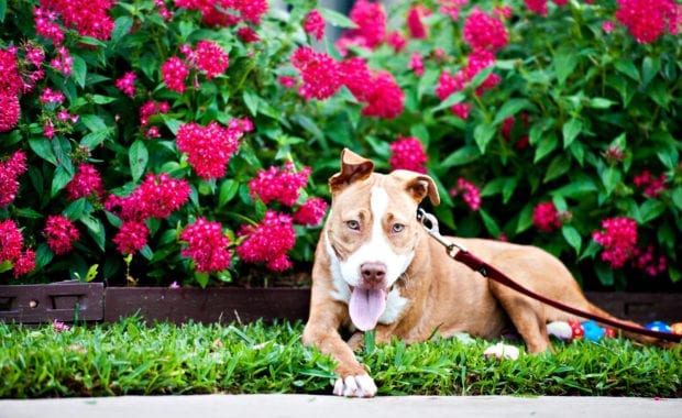 Gus dog laying in the grass